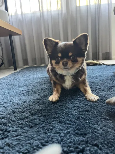 Happy Dog