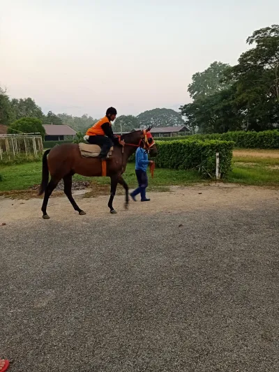 Horse Farm