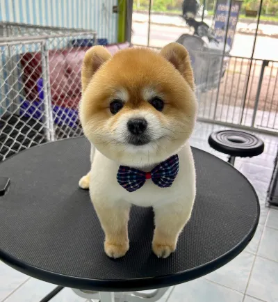Smile dogs