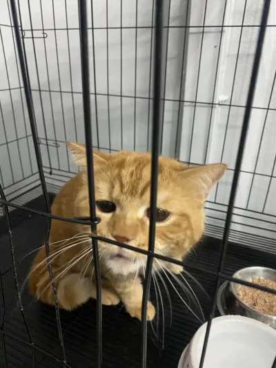 B&J PET CLINIC