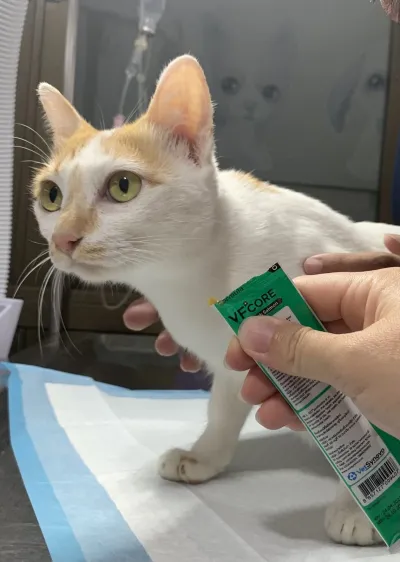 Dr.AOM Vet Clinic