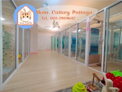 Meow cattery pattaya