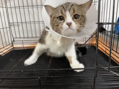 Paws & Claws pet clinic