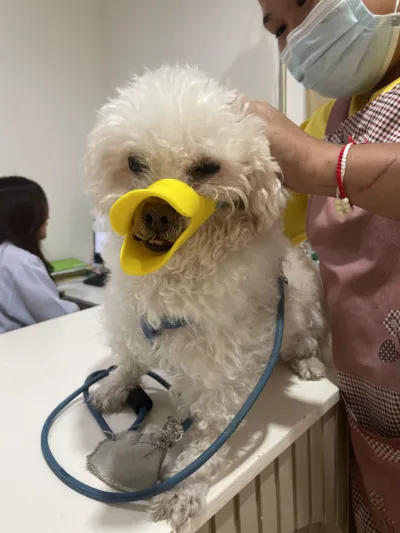 Fontaine Animal Hospital