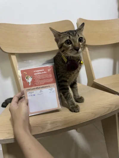 Clear Animal Treatment