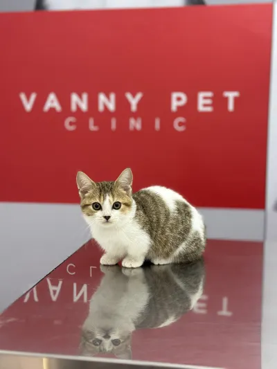 Vannie Clinic Animal Treatment