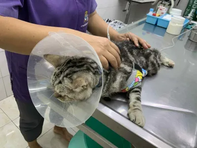 Bang Muang Animal Treatment