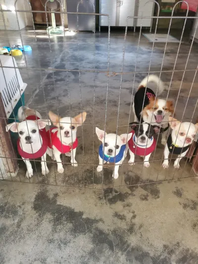 Pet Planet Clinic