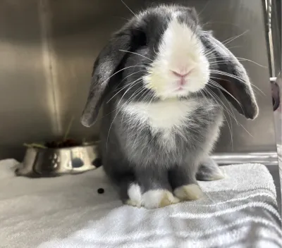 Prima pet hospital