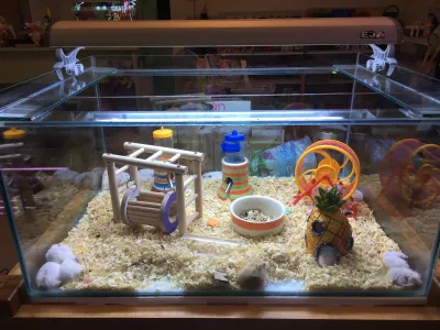 Guppy Room