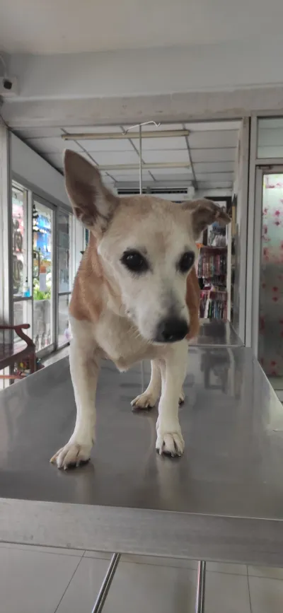 Santikam Veterinarian