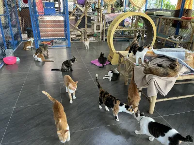 Dog and Cat Rescue Samui Foundation