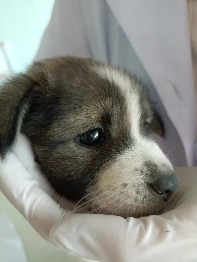 Sritrang Animal Hospital