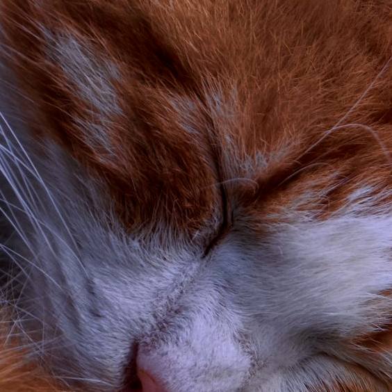 Kittisak
