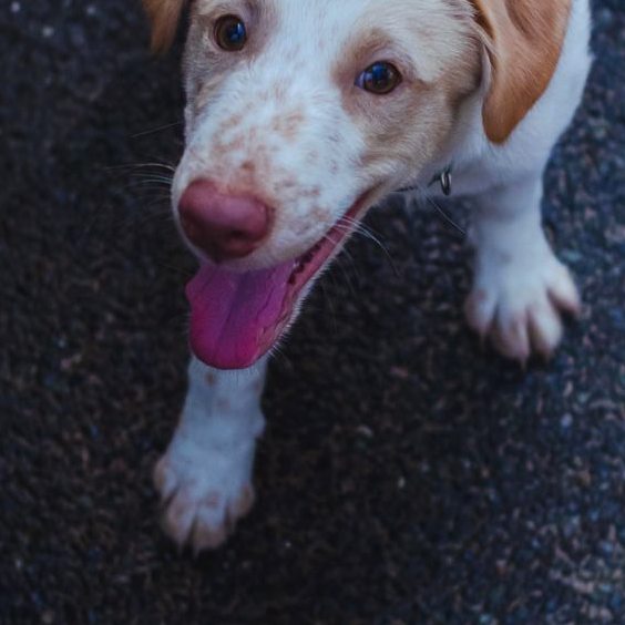 Yuki