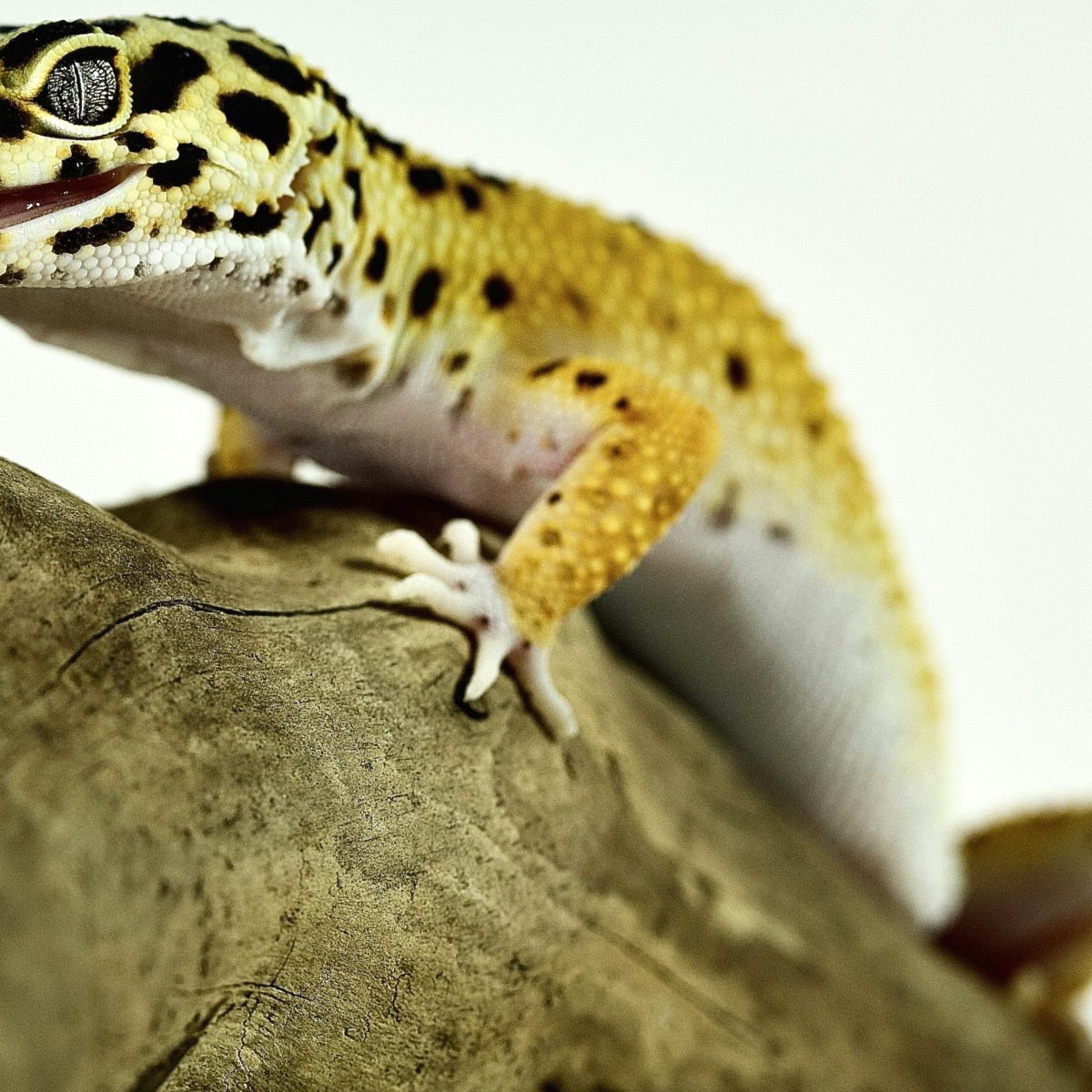 Apisit
