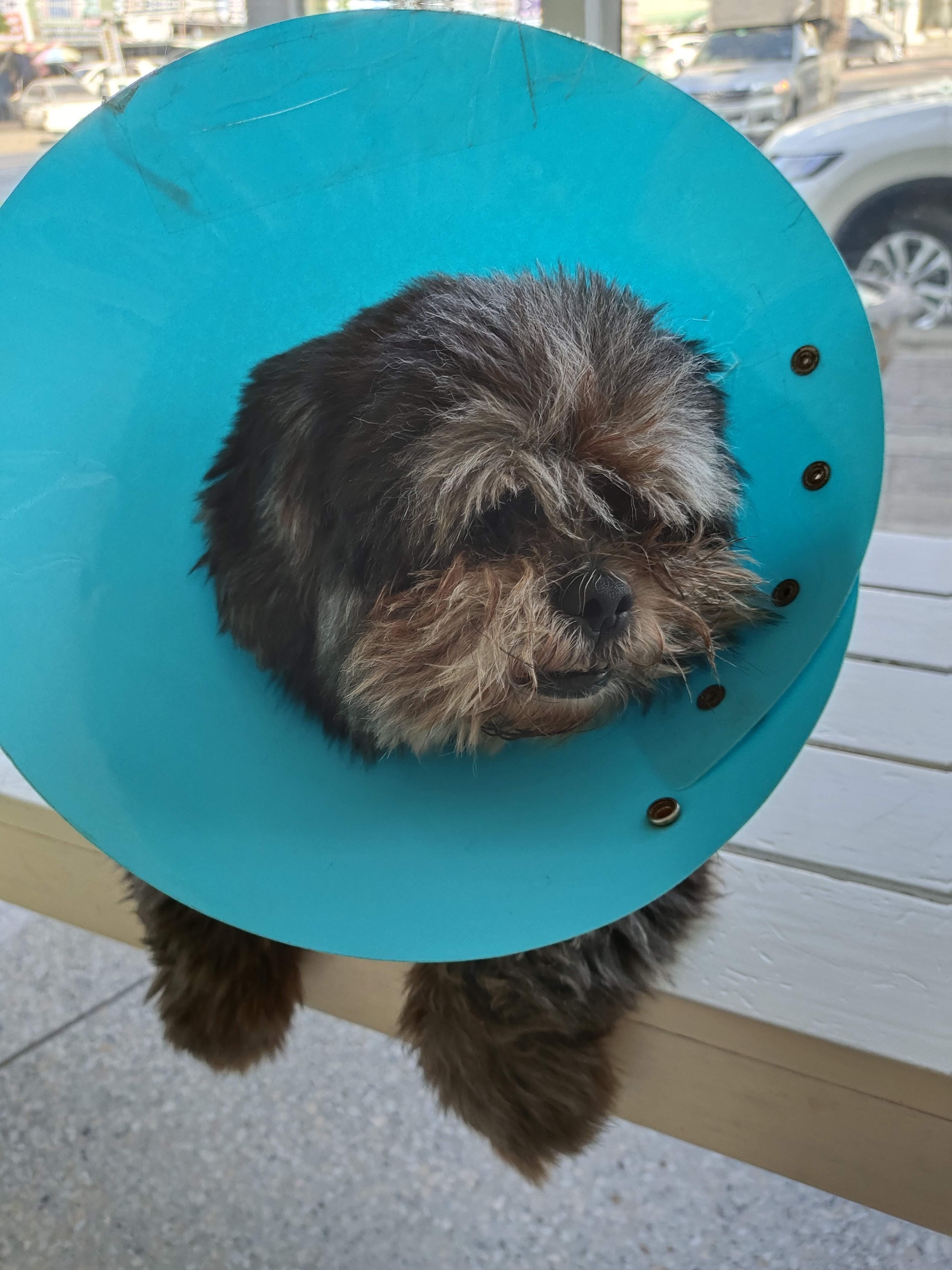 Veterinarian