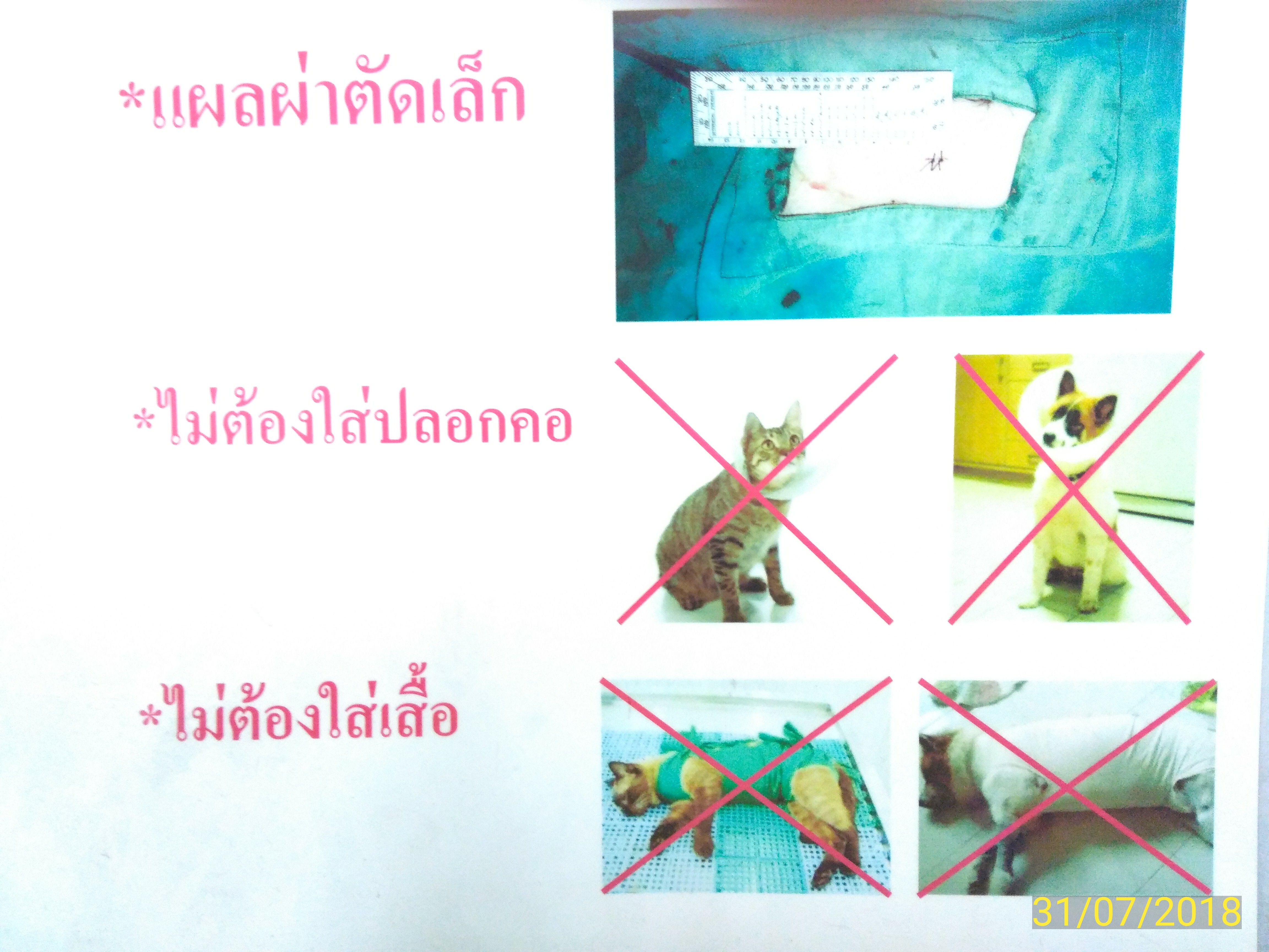 Surapong, Veterinarian