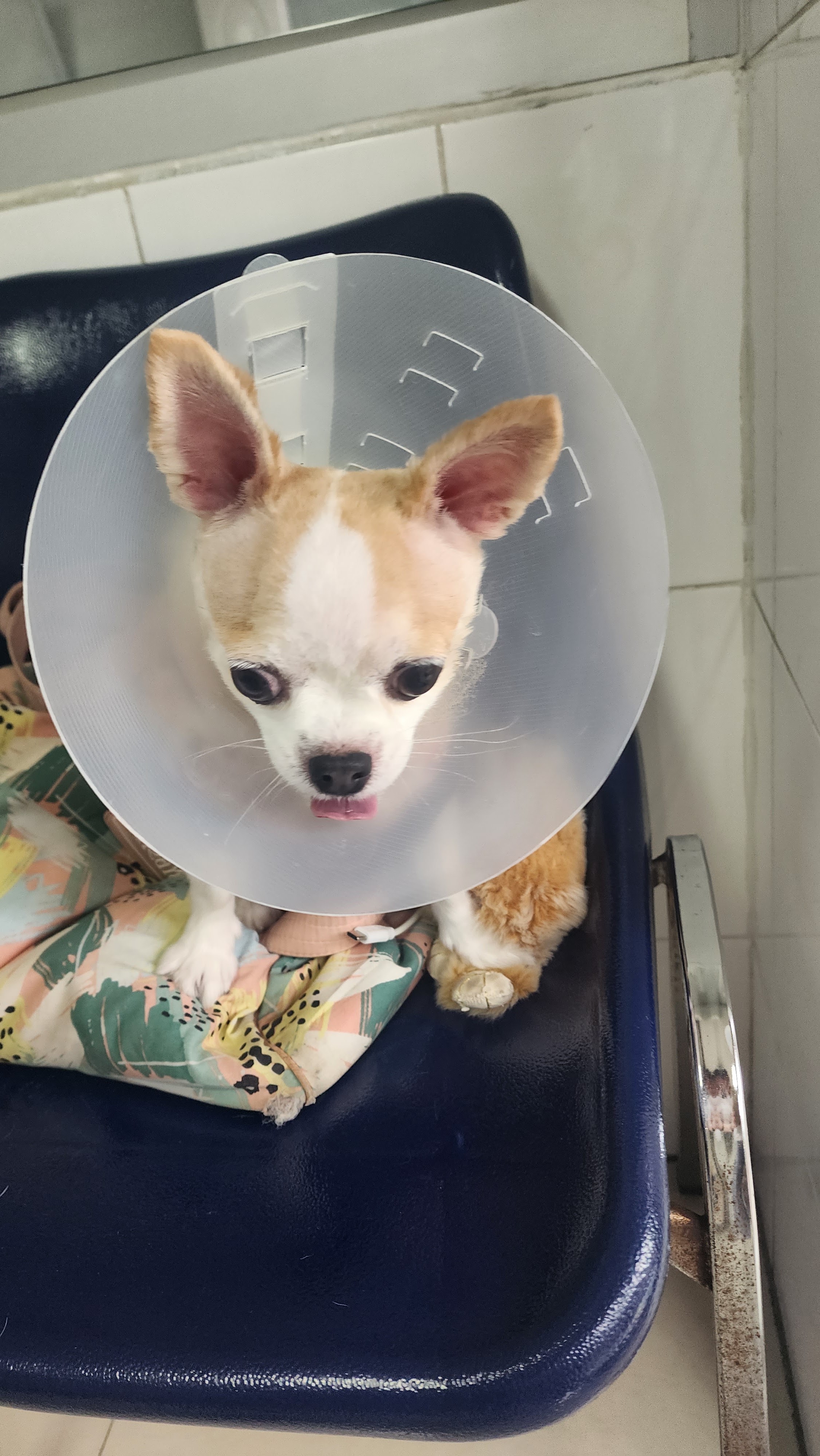 Animal Clinic VIP