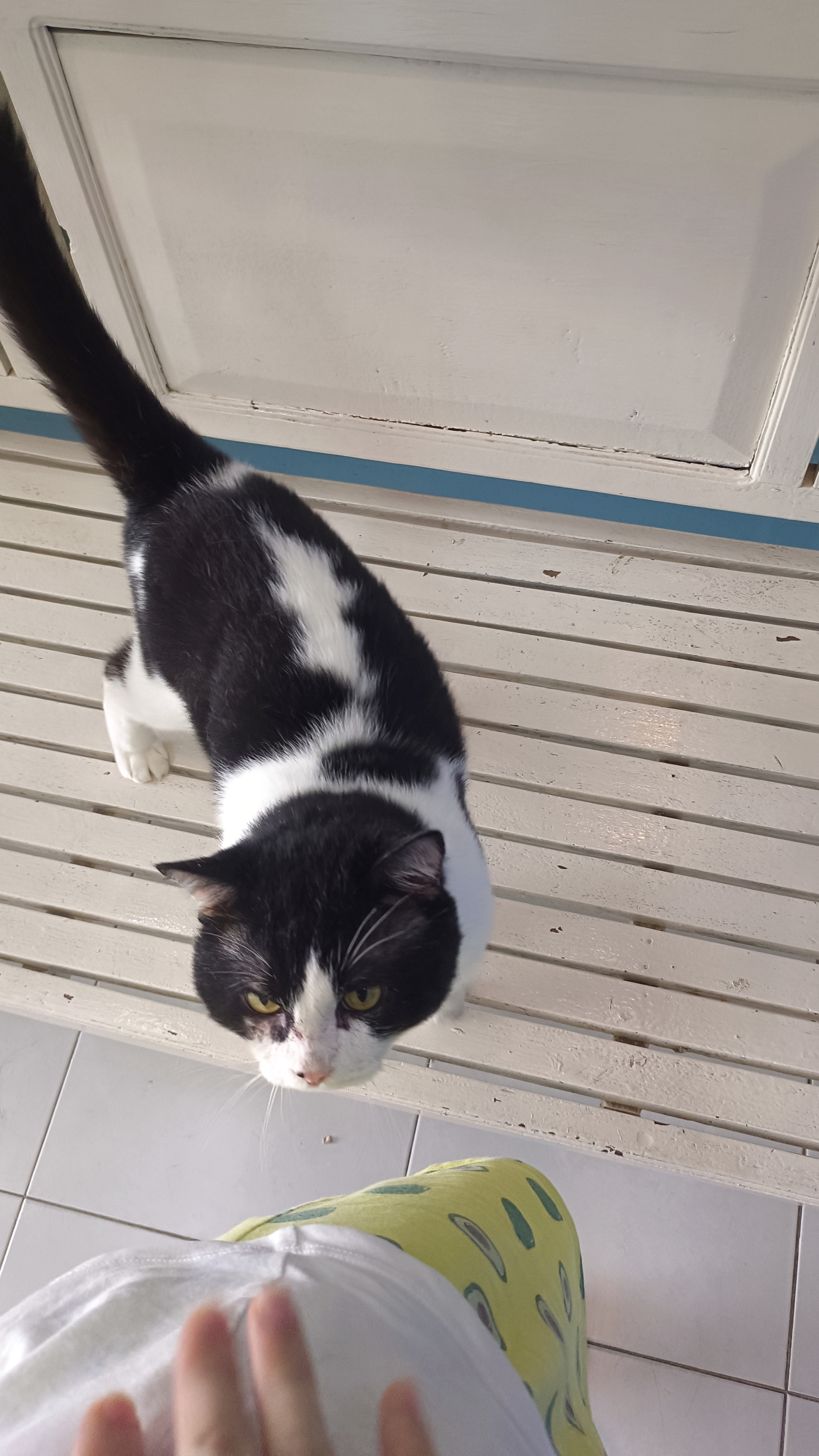 Kulek Veterinary Clinic, Klong Samwa