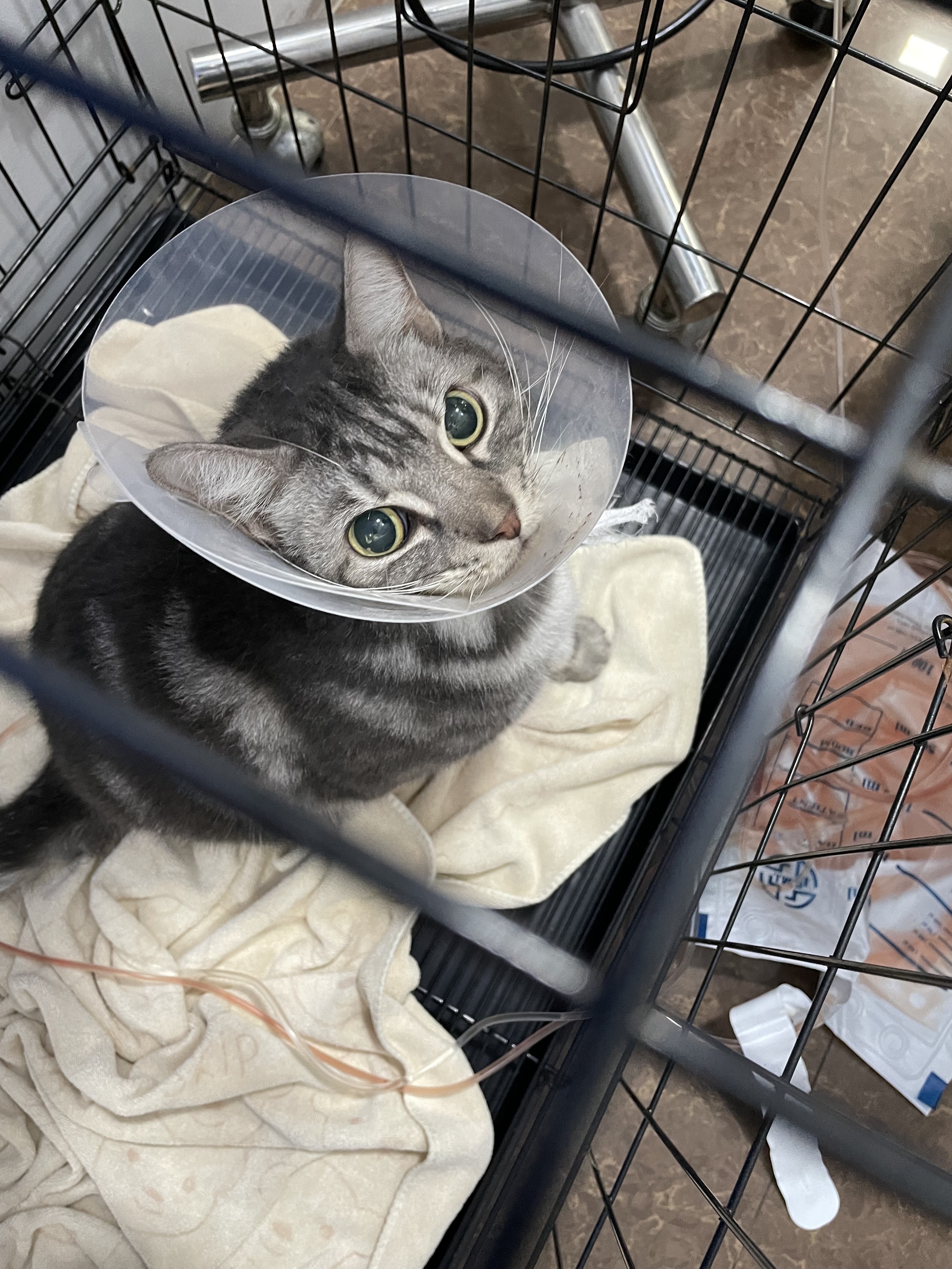 Petpress Animal Treatment