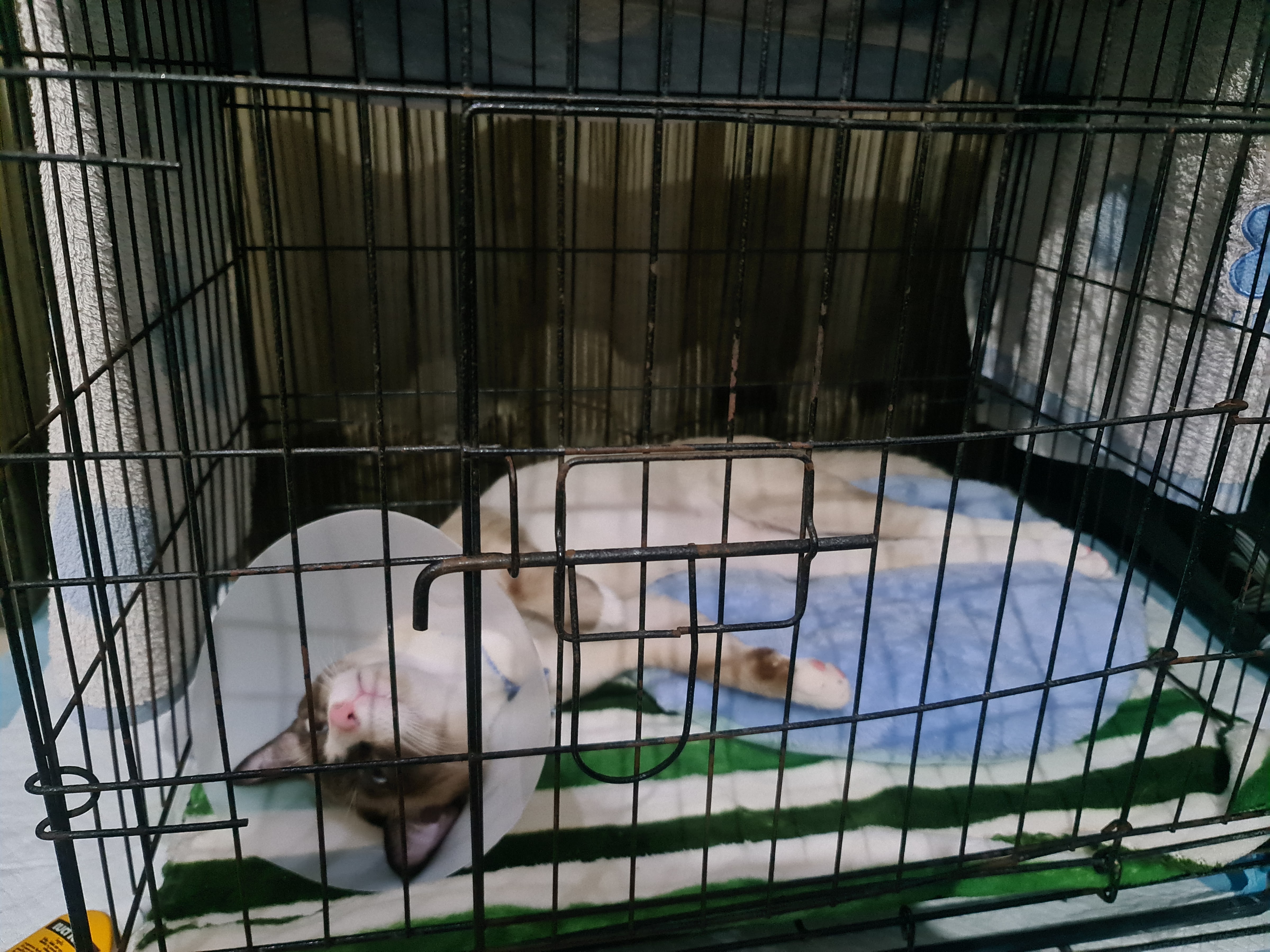 Image Animal Hospital