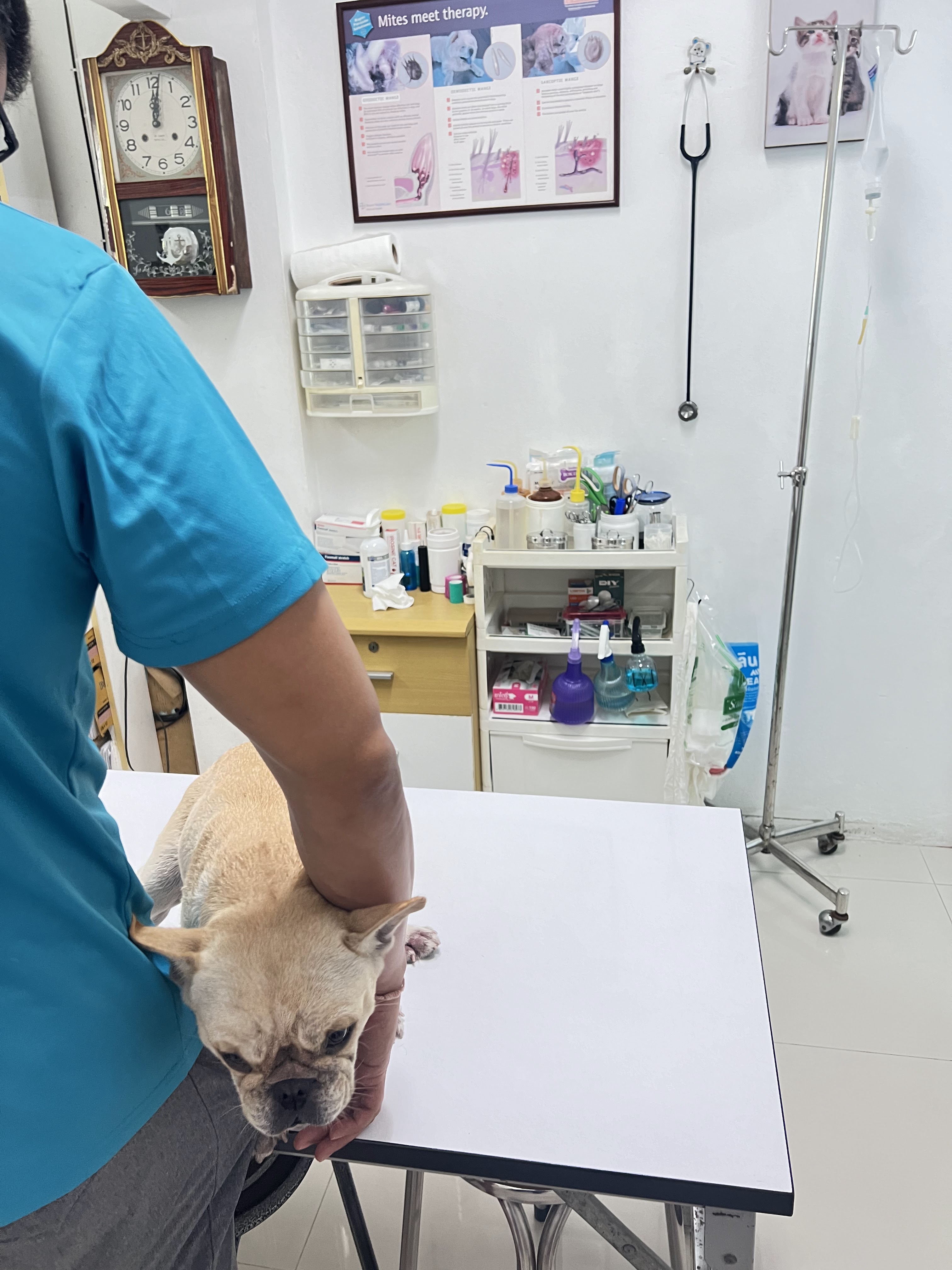 Arun Thong Animal Treatment Clinic