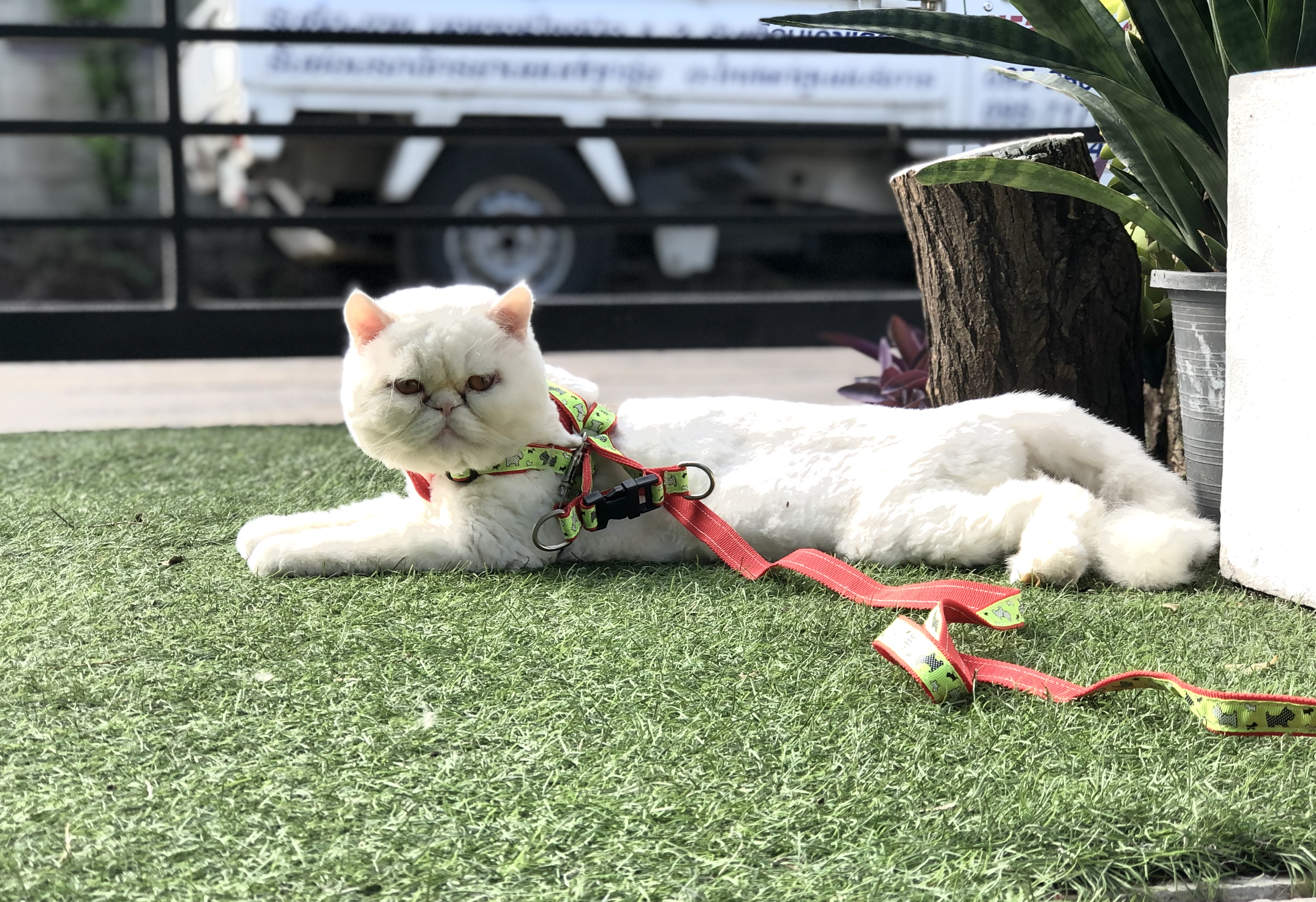 Pet Home Clinic