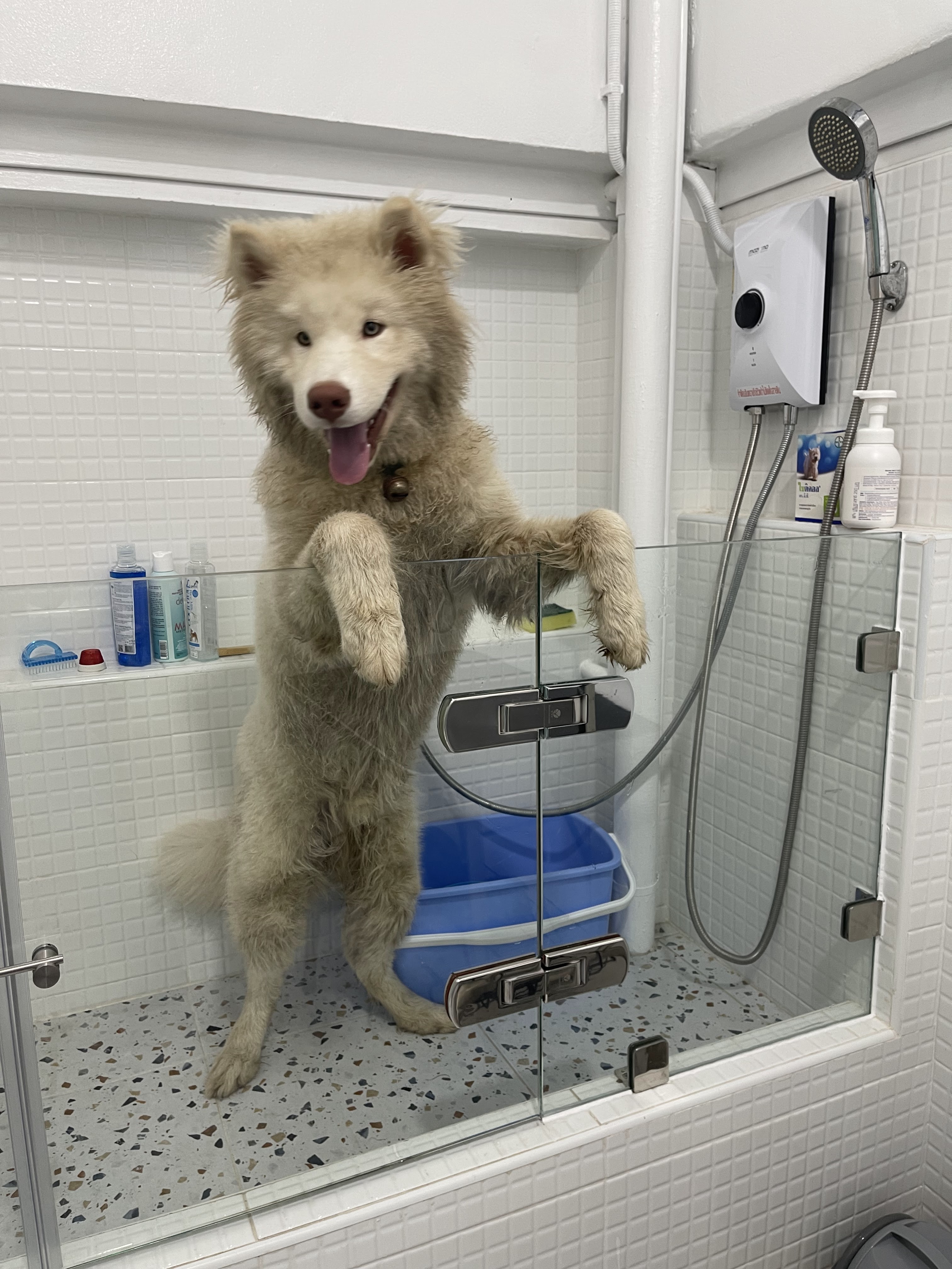 Medical Facilities Four-legged dear friends, treating animals, bathing, and fostering