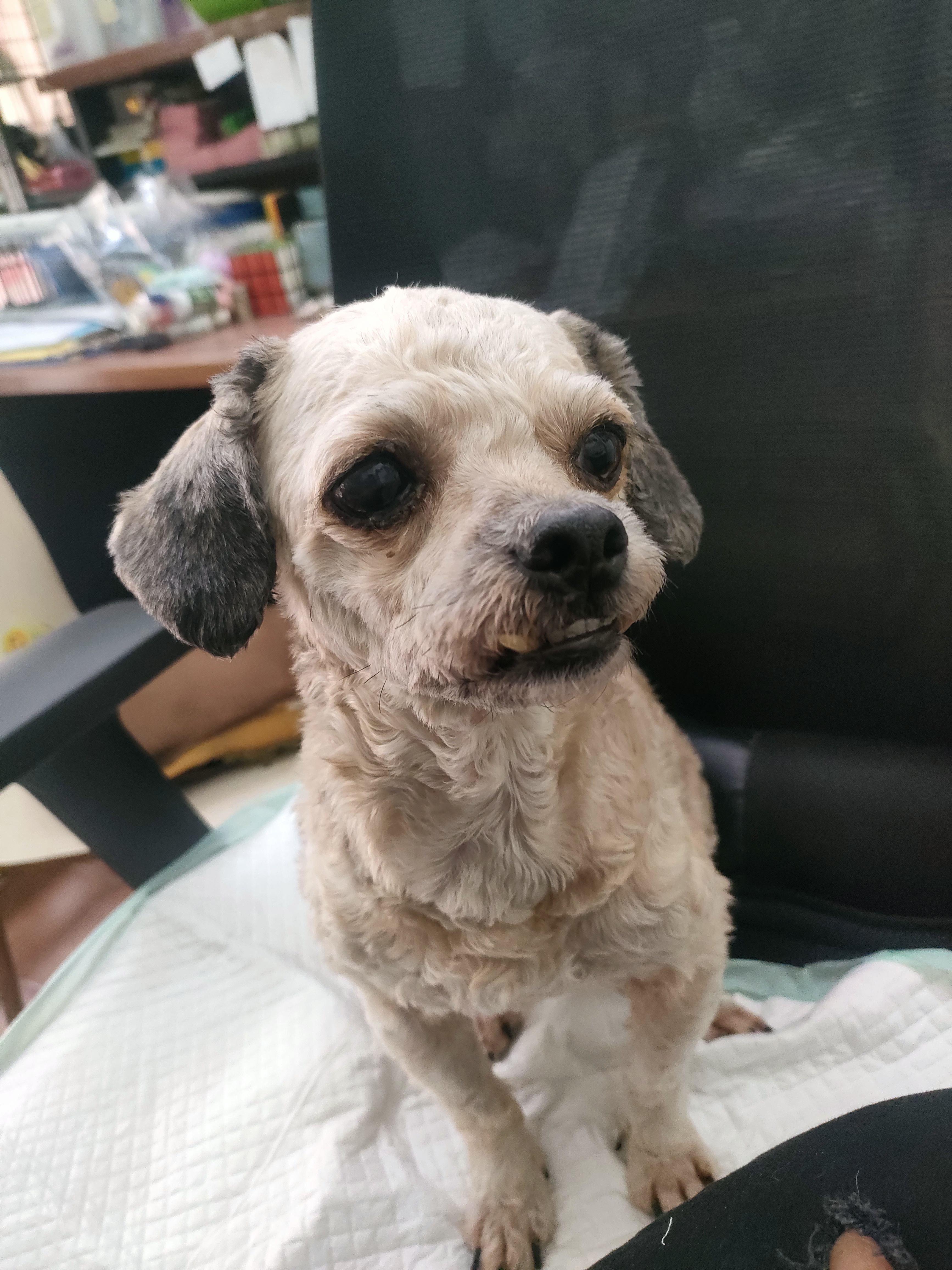Petpro Animal Hospital