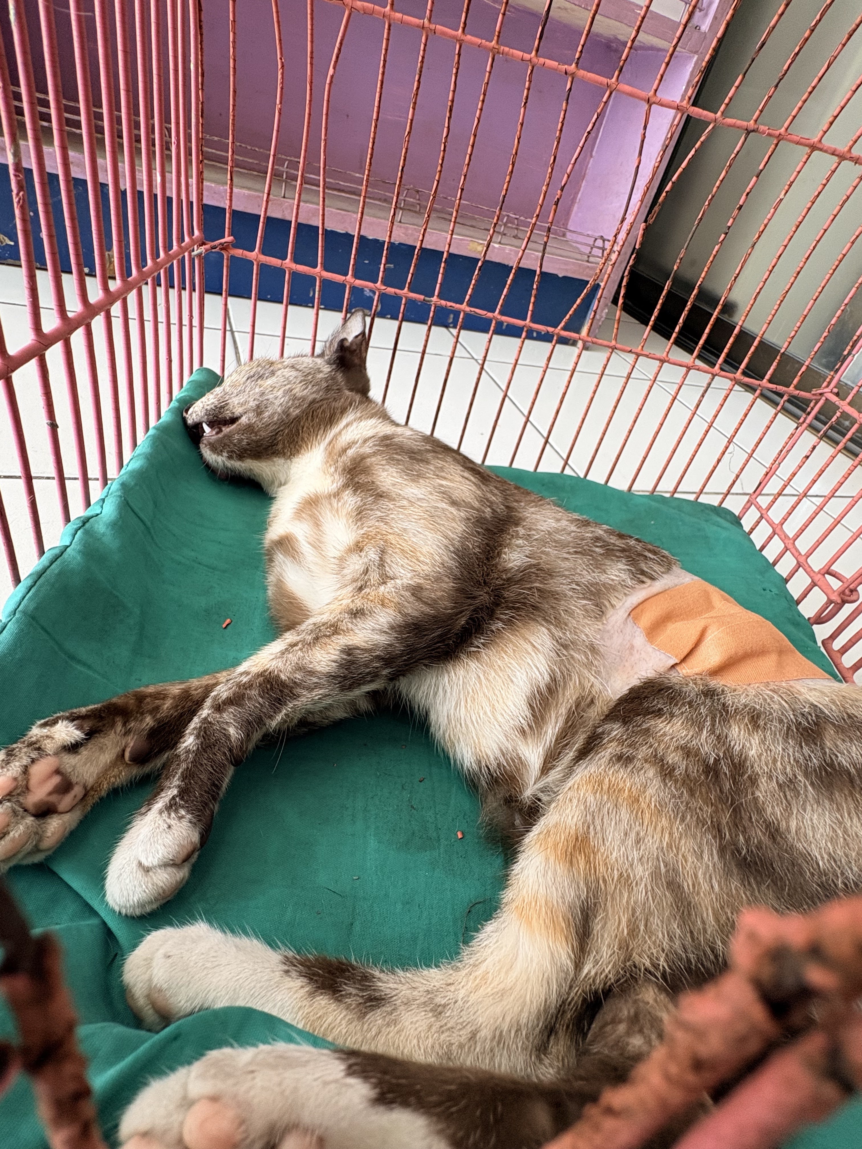 Lucky Ladkrabang Animal Treatment Clinic