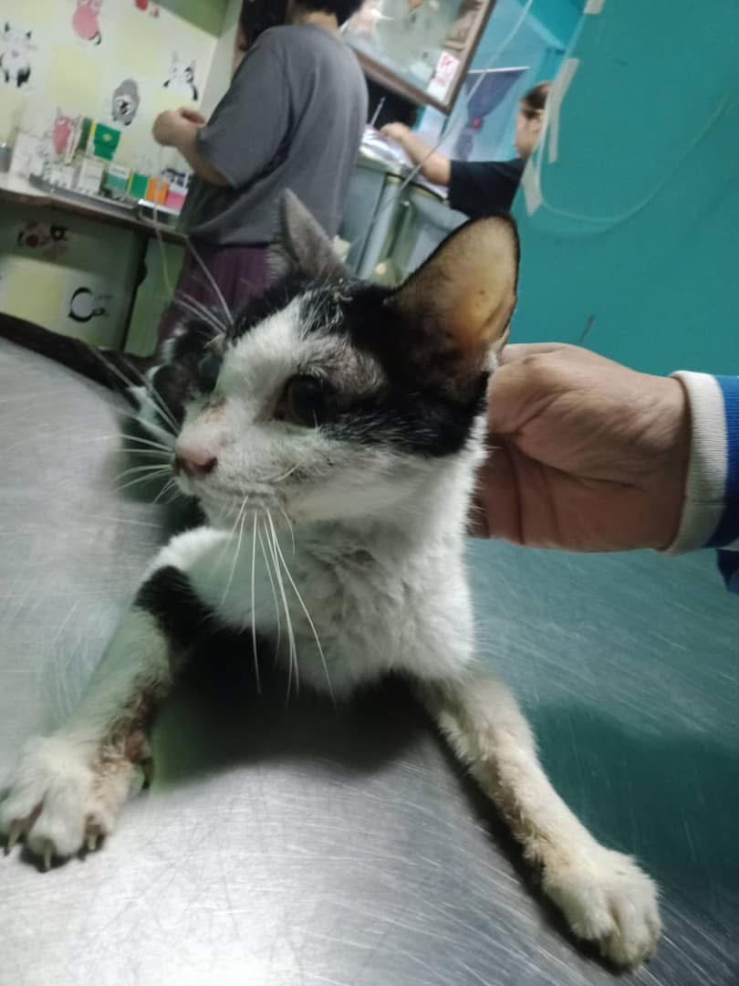 Phra Khanong Veterinary Clinic Sukhumvit Branch