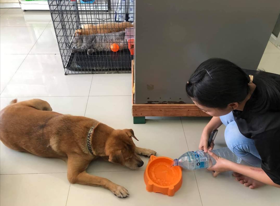 Buddy Pets Clinic