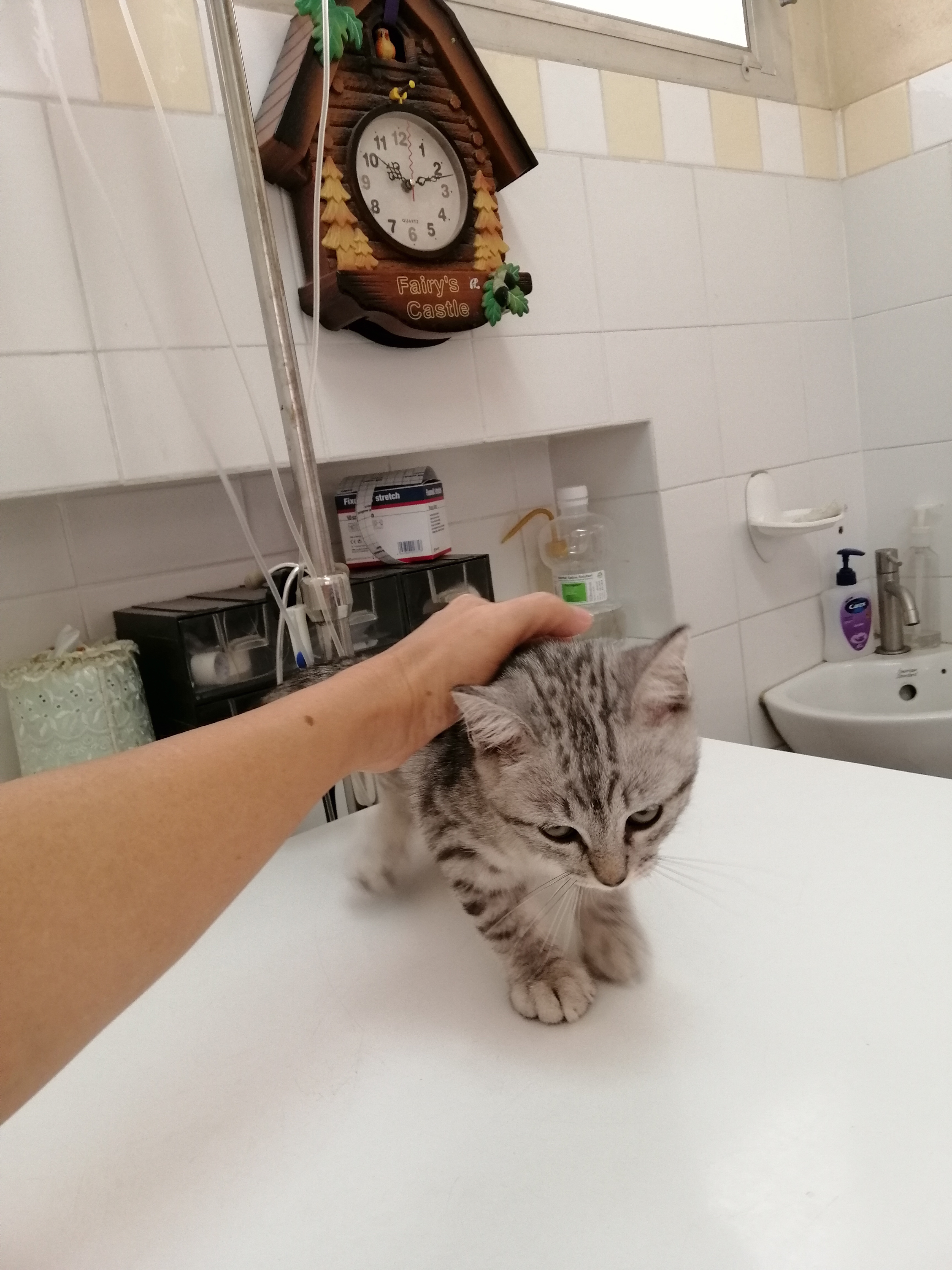 Doctor's House Animal Treatment