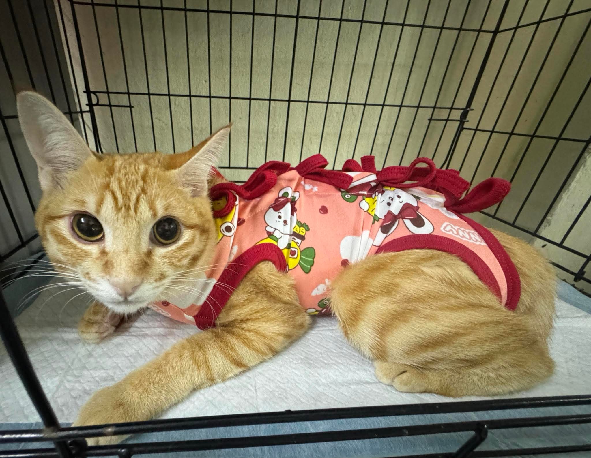 Bang Bon Clinic Loves Animals