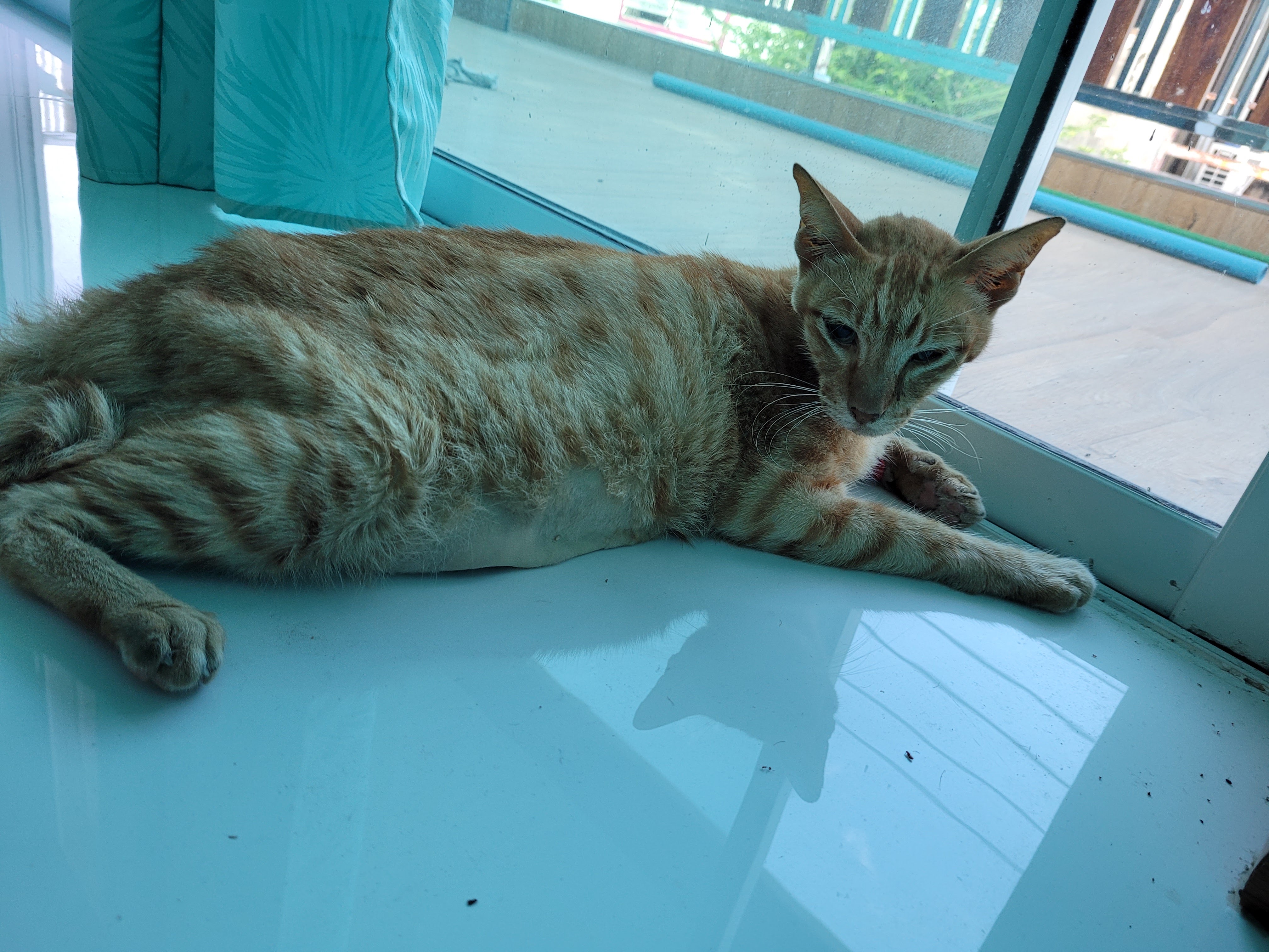 Thai Raman Veterinary Clinic
