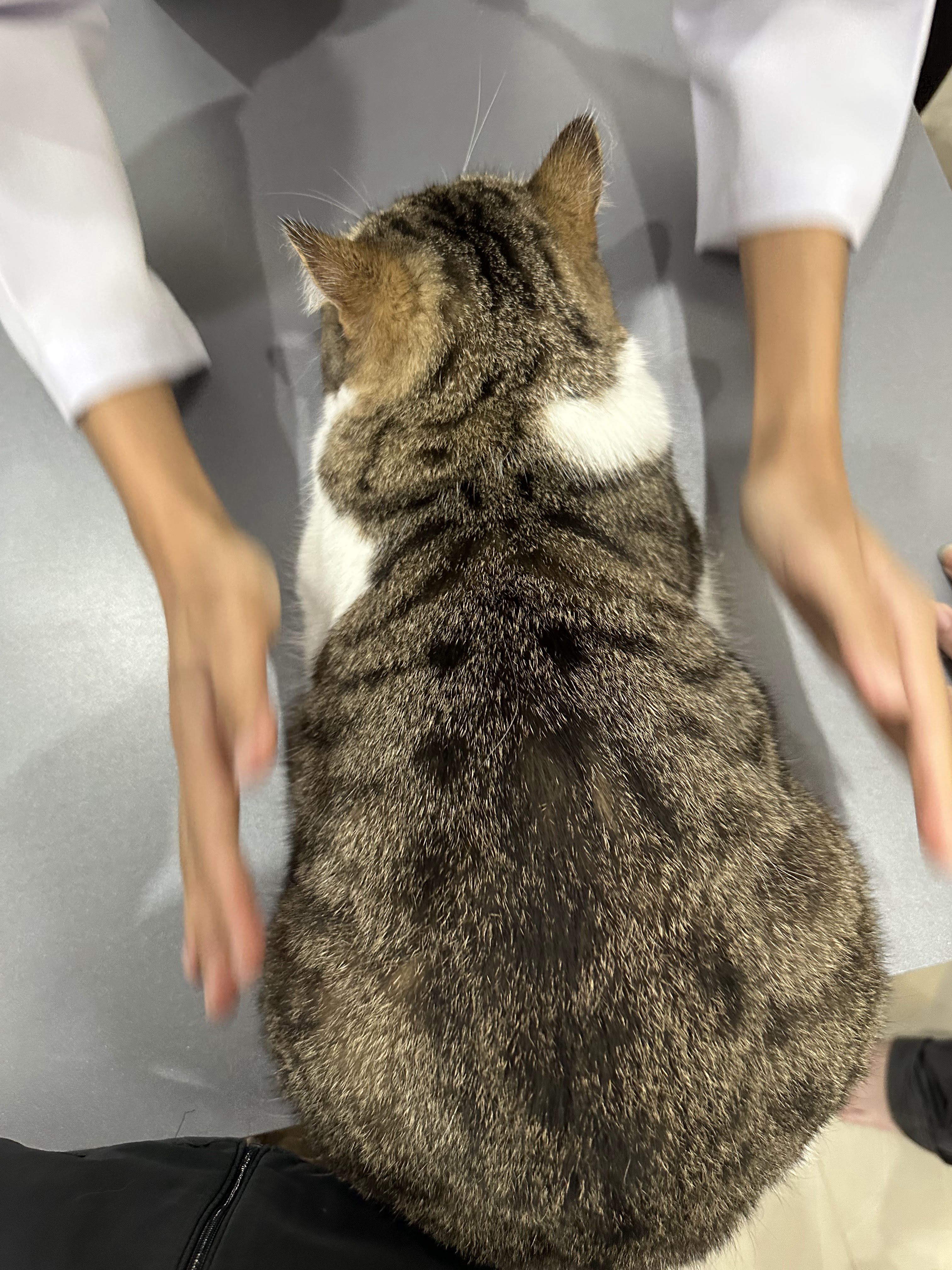 Pet Care Animal Clinic Talat Phlu