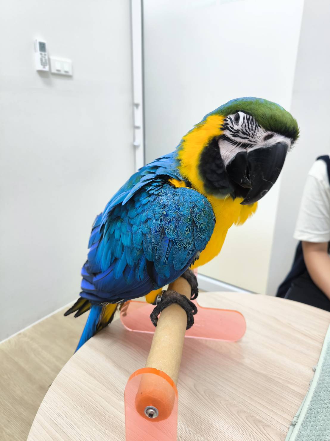 Amazon Animal Hospital