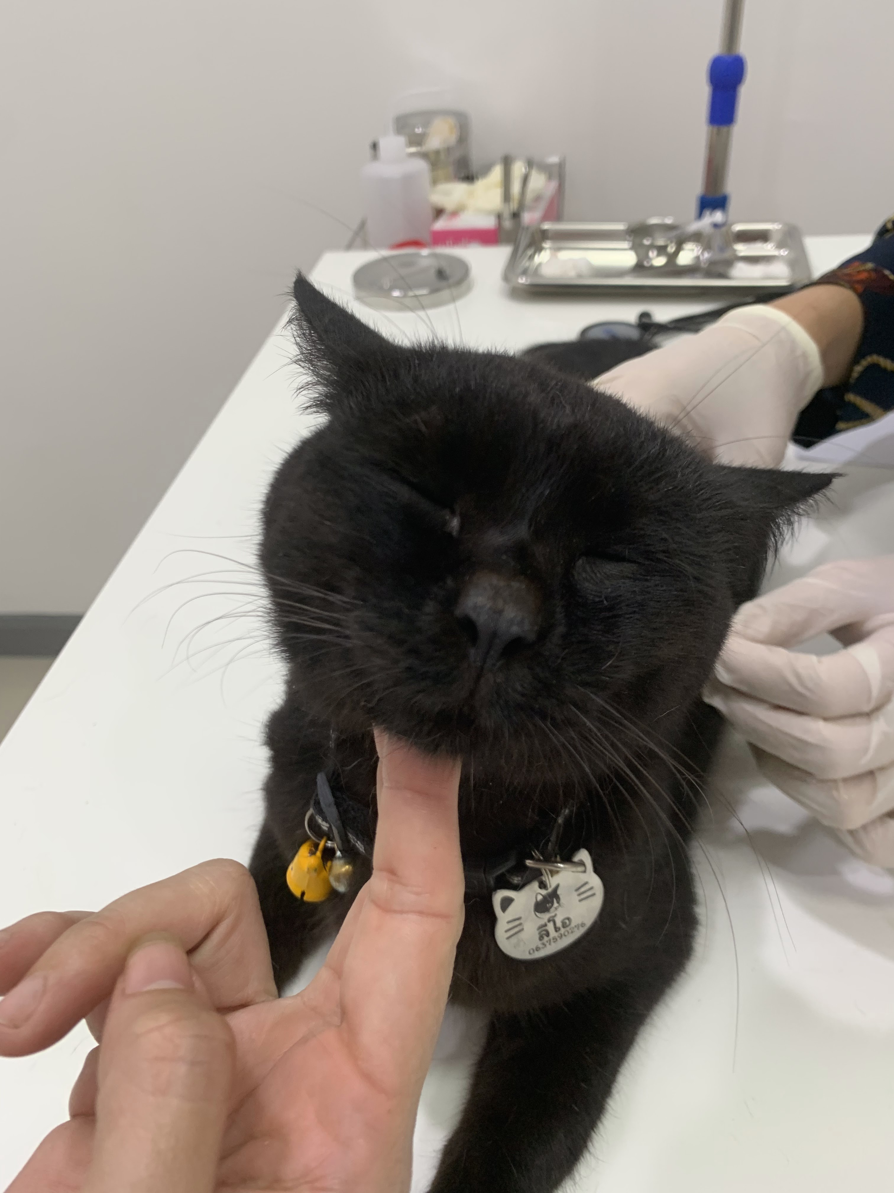 Dr. He's home to treat animals