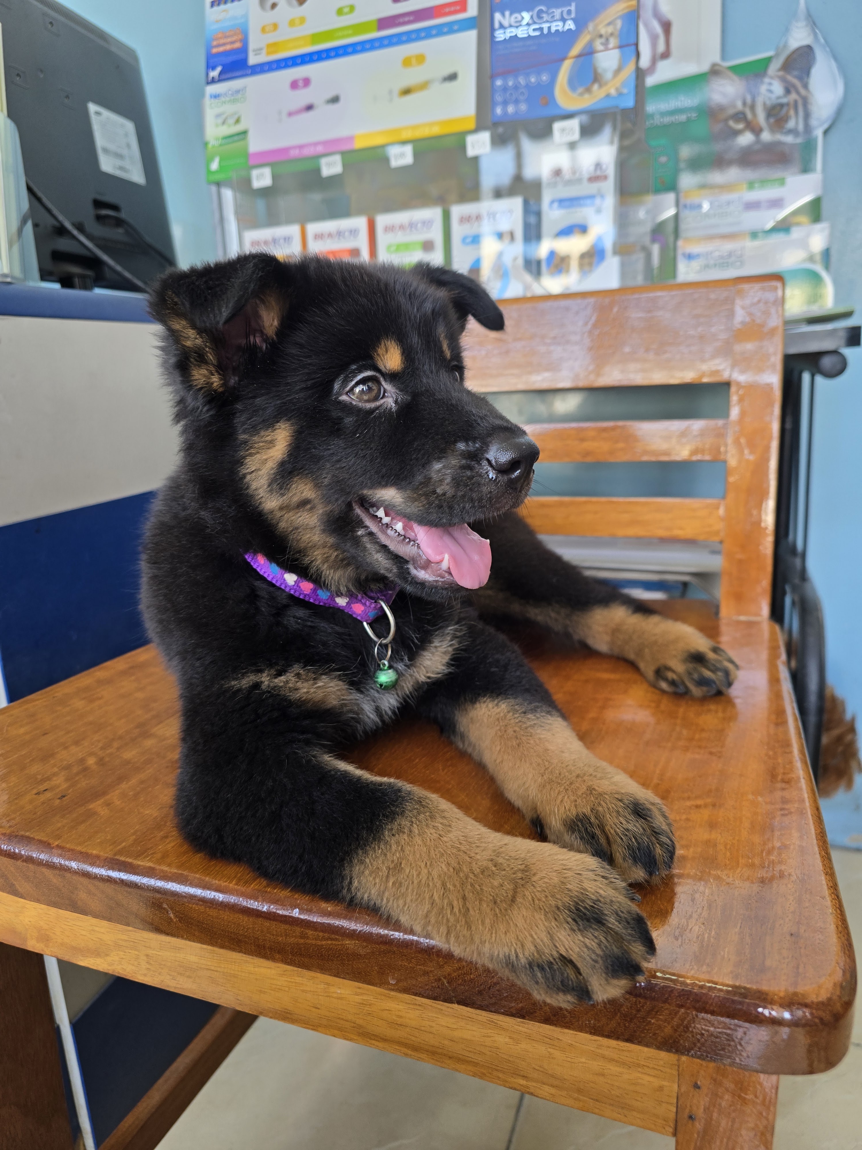 Veterinarian