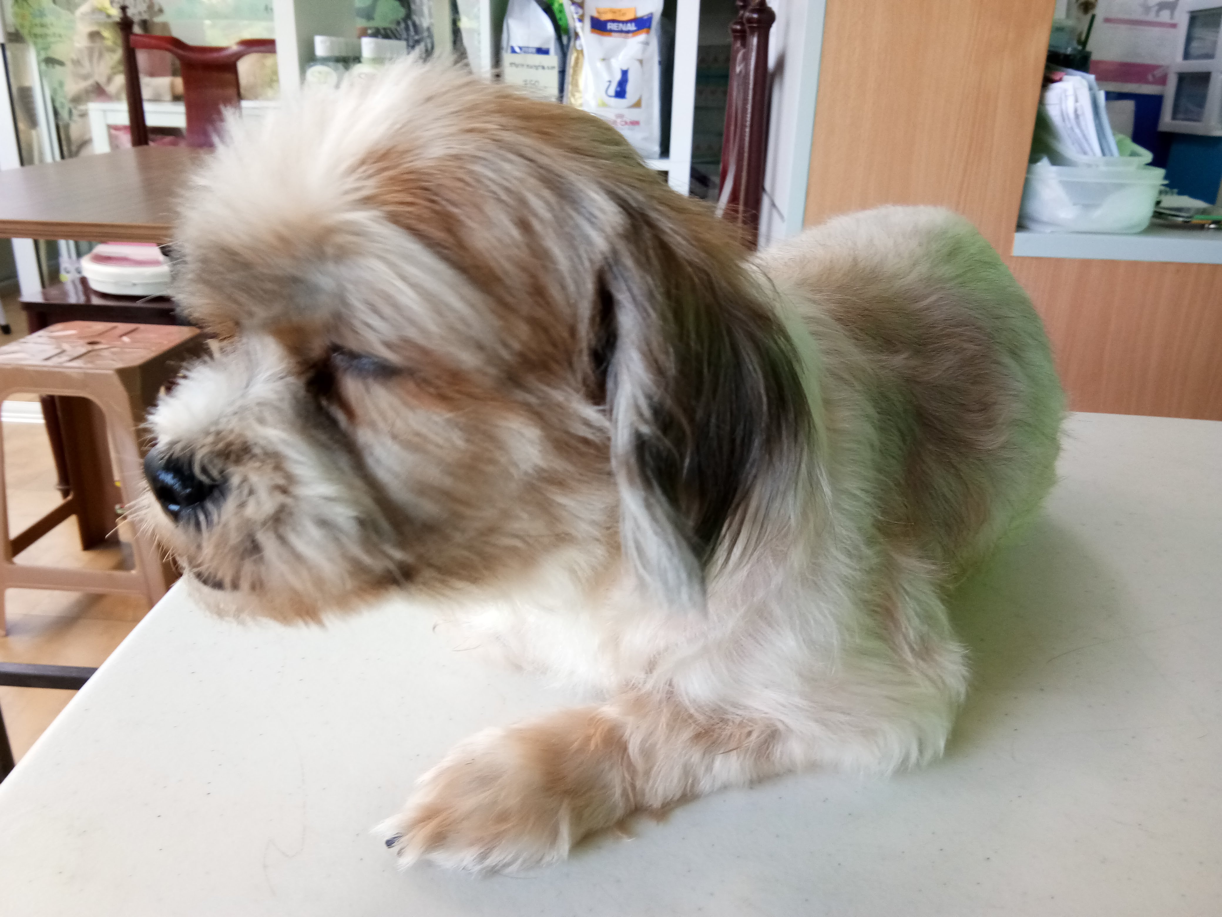 Animal Clinic at Dr. Phat House
