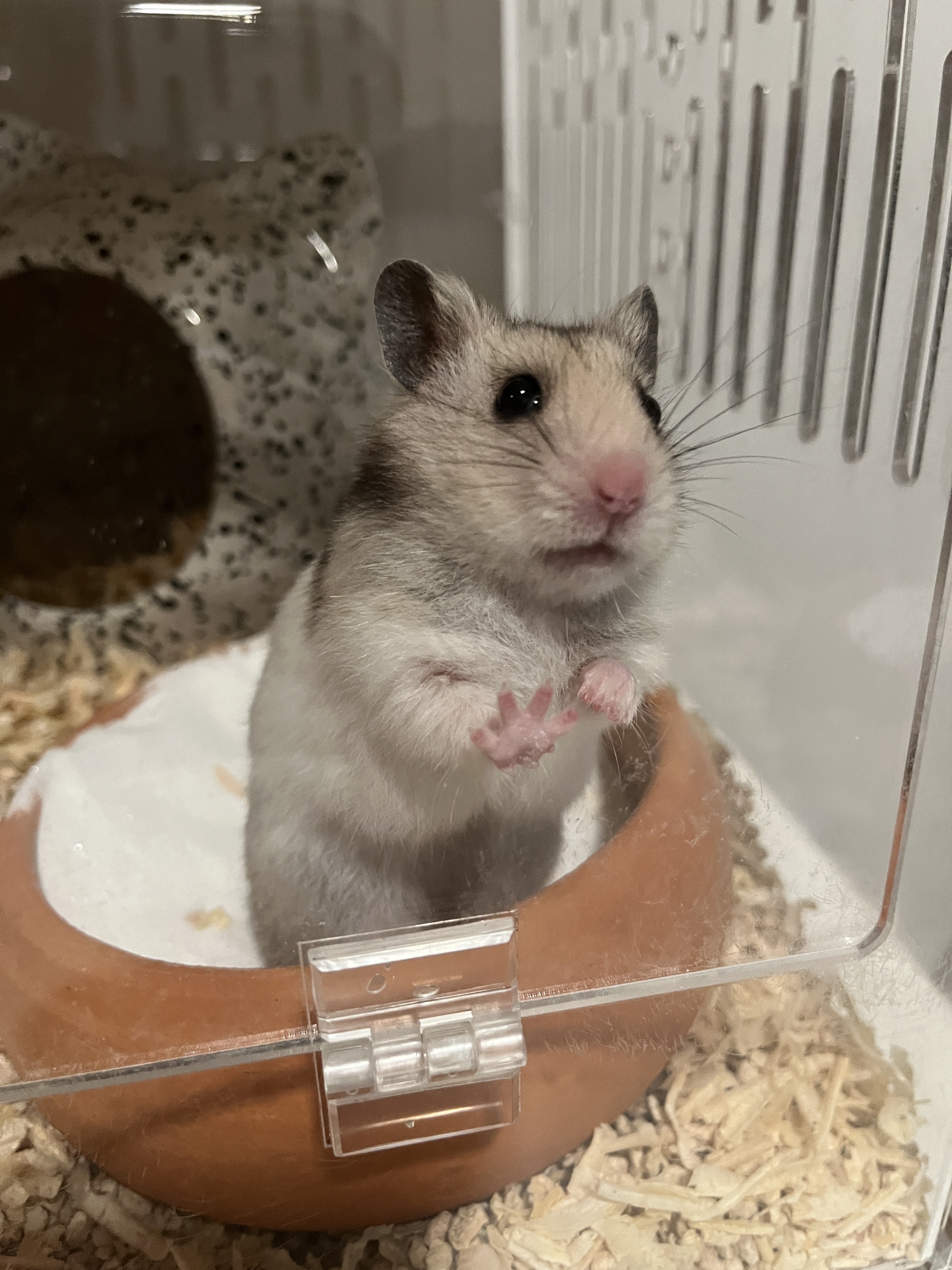 Panya Indra Animal Hospital