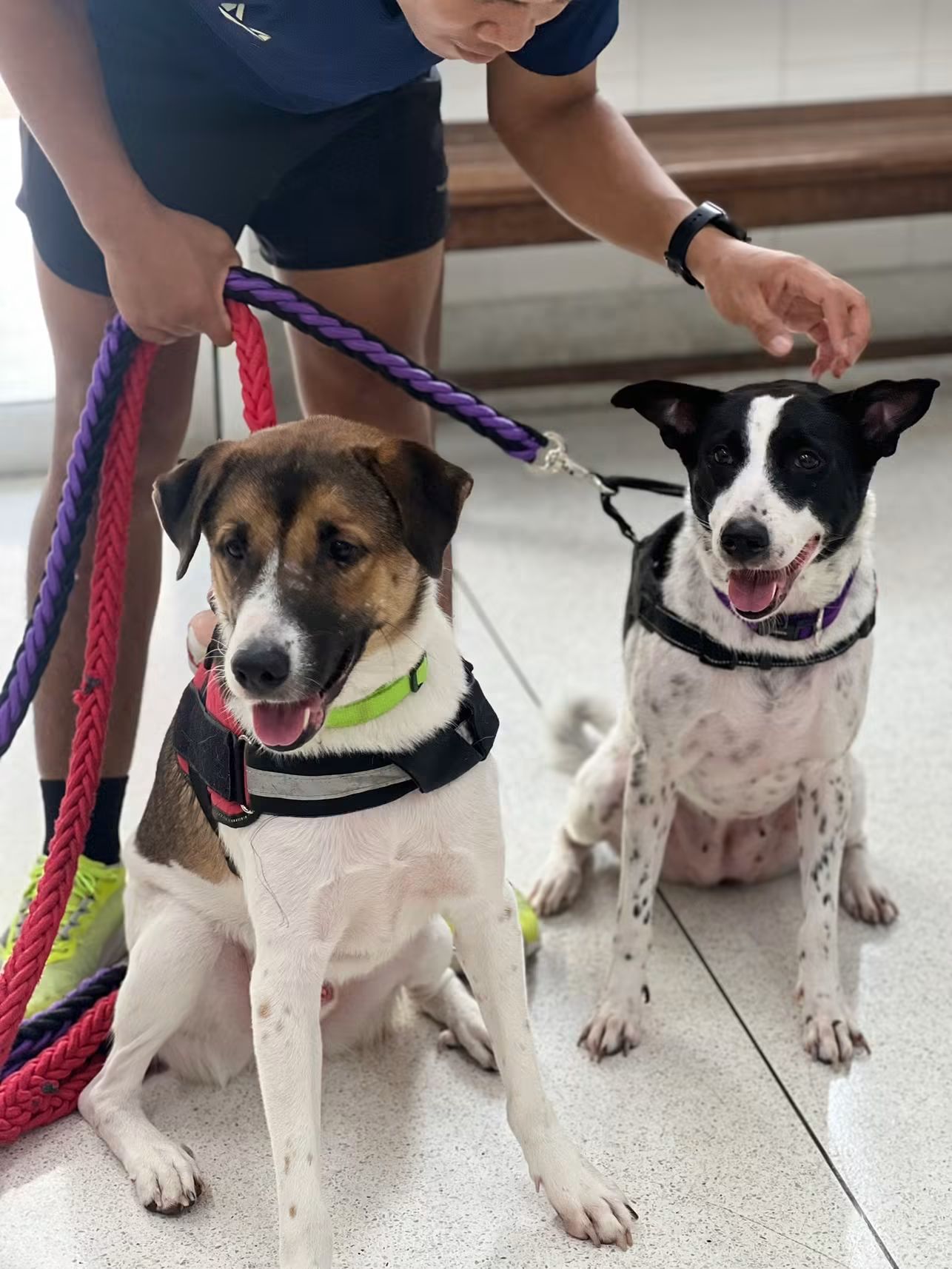 Pet Immunology Clinic, Saowapa
