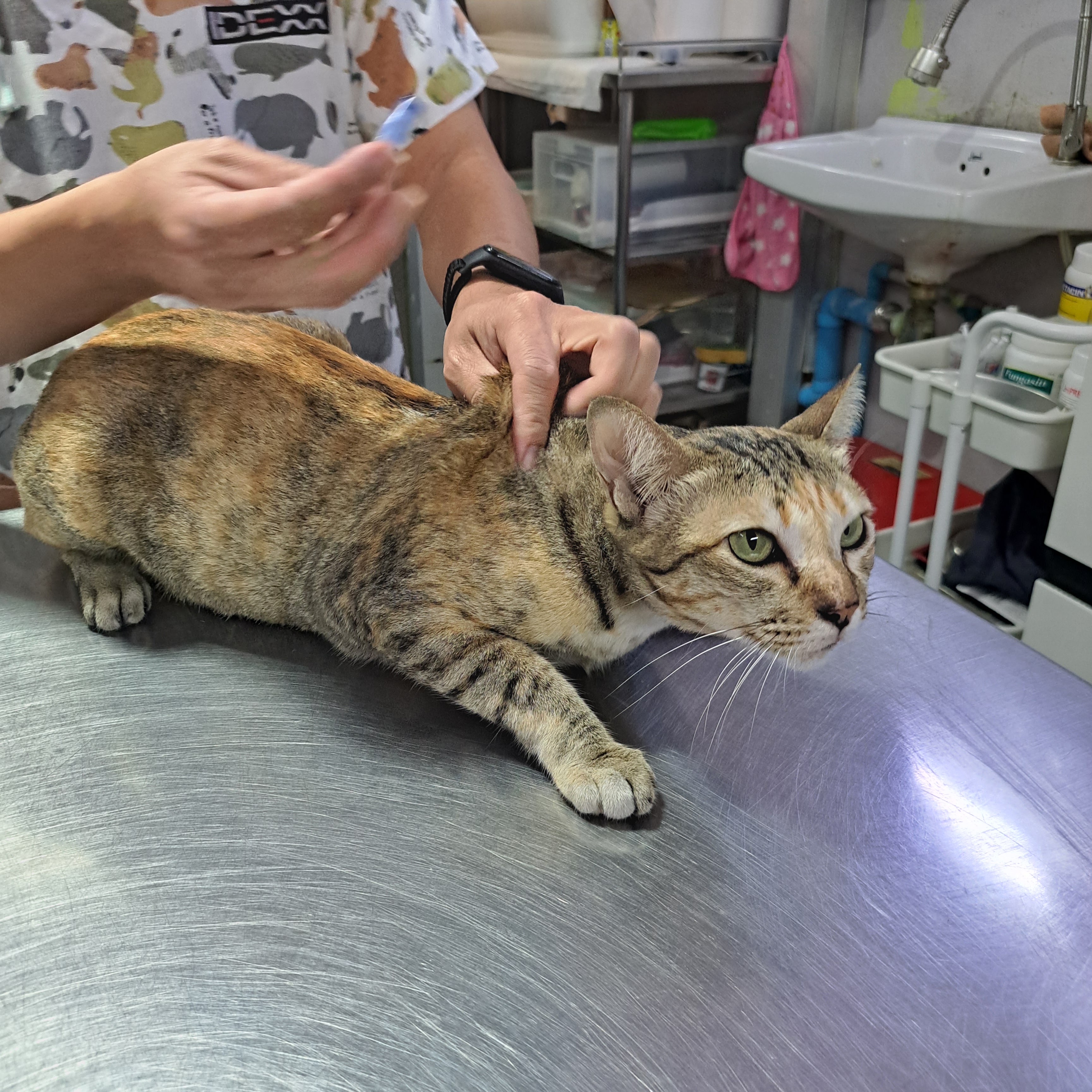 Combined Veterinary Luck
