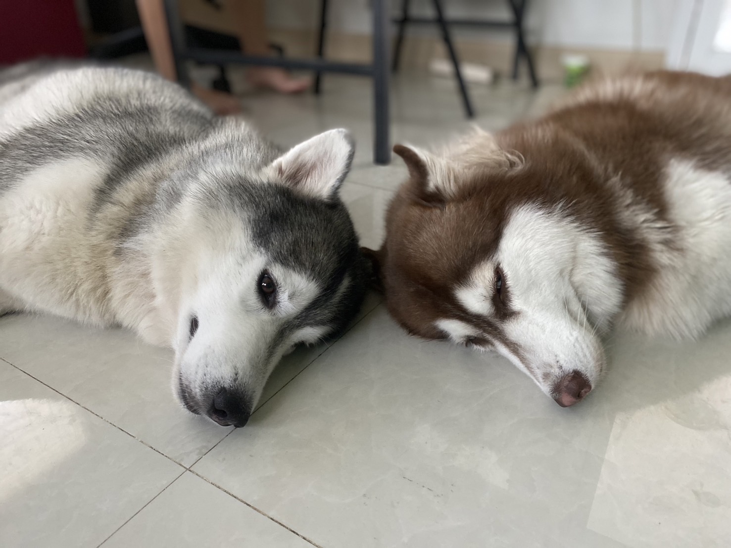 Warm Animal Nursing Center