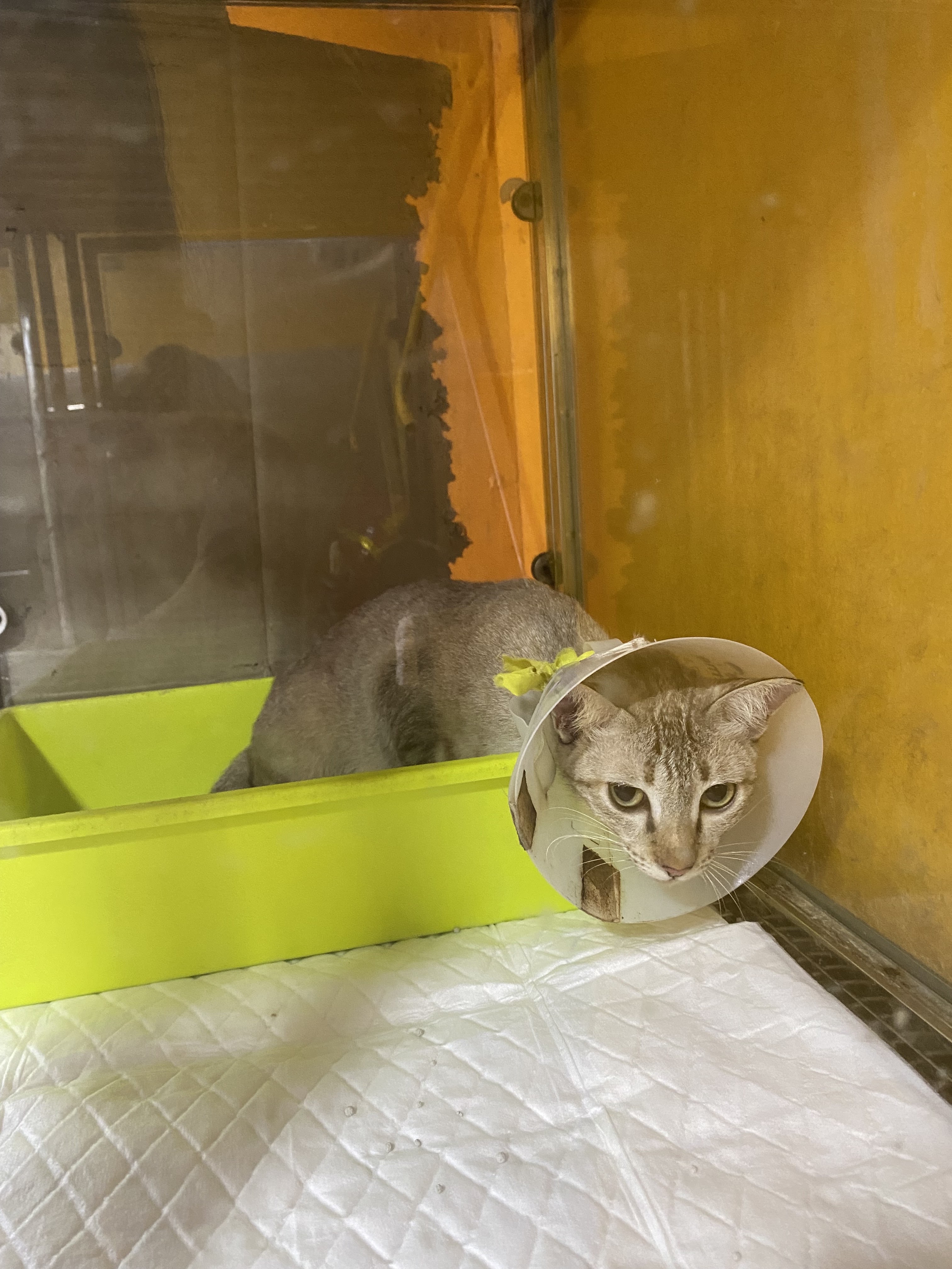 Sena Veterinary Polyclinic