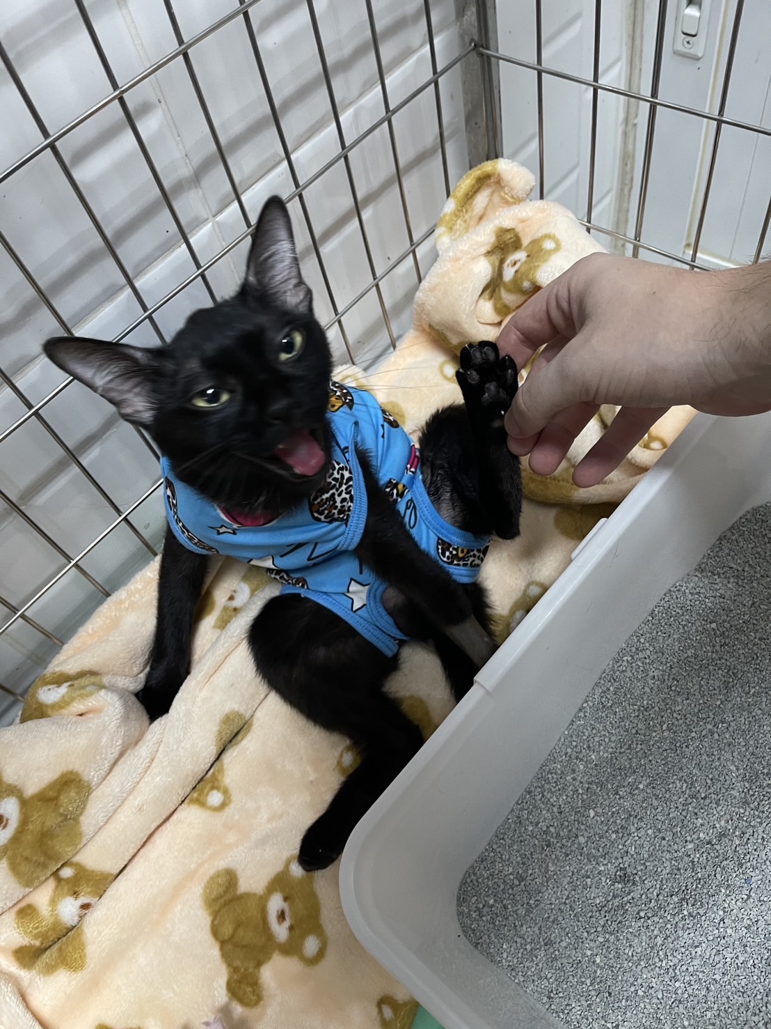 Nakhon Vej Animal Hospital