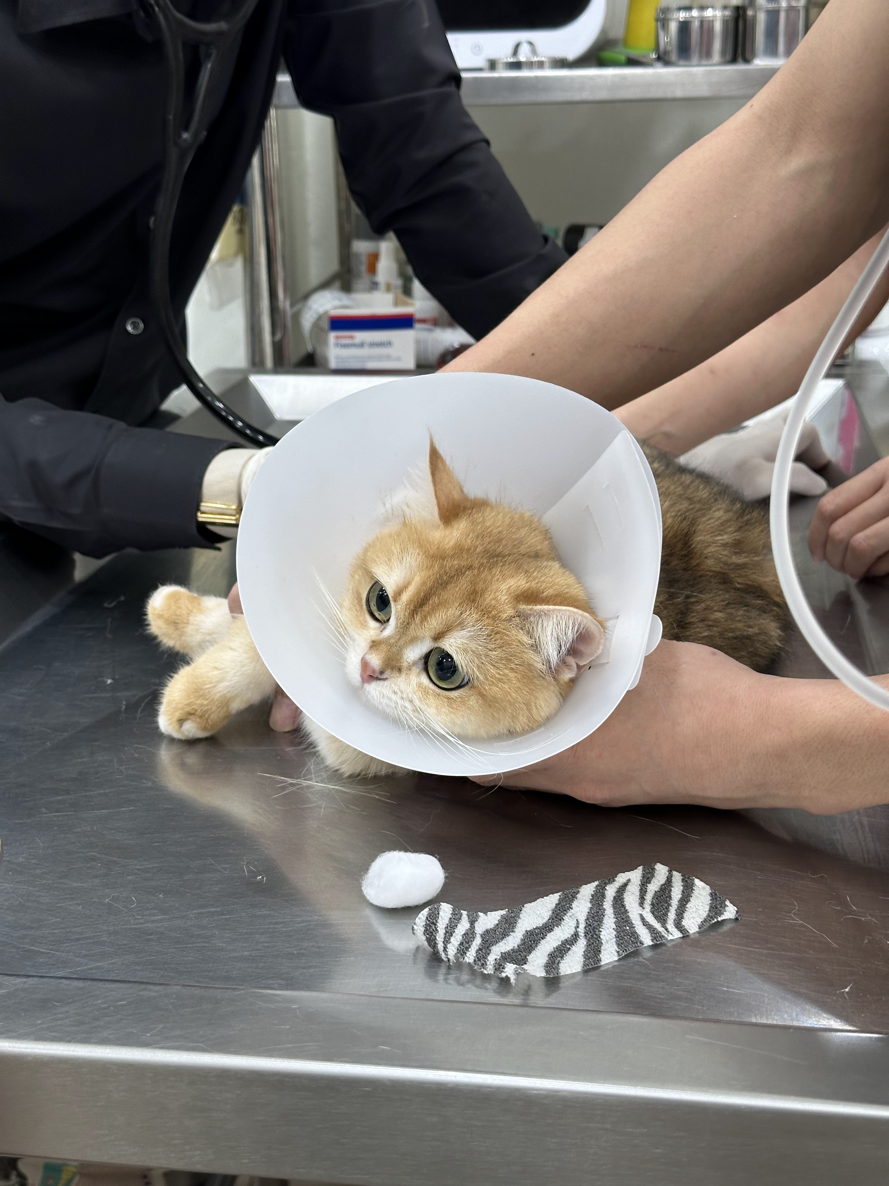 Joyful Animal treatment
