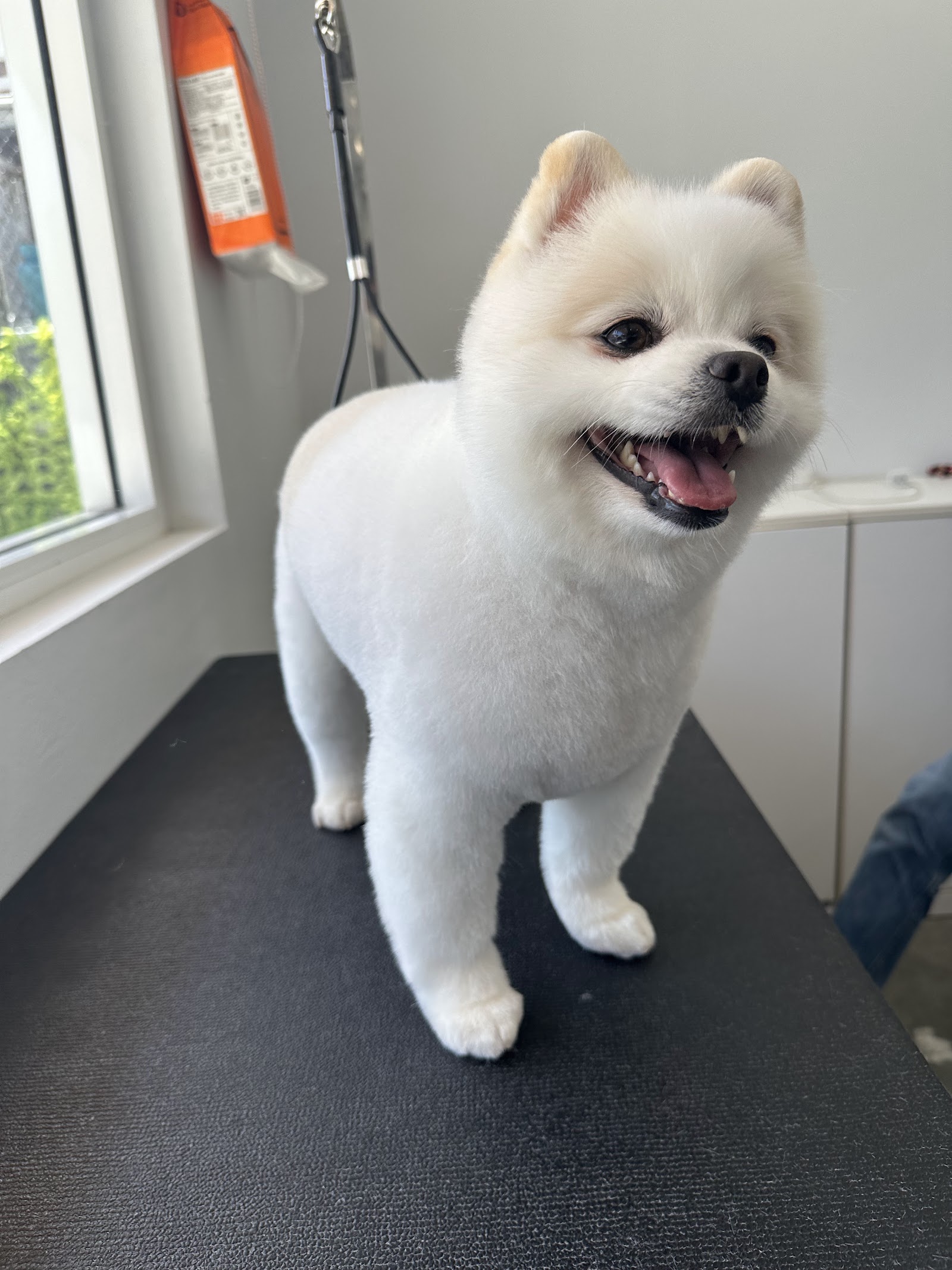 Alpha Pet Care