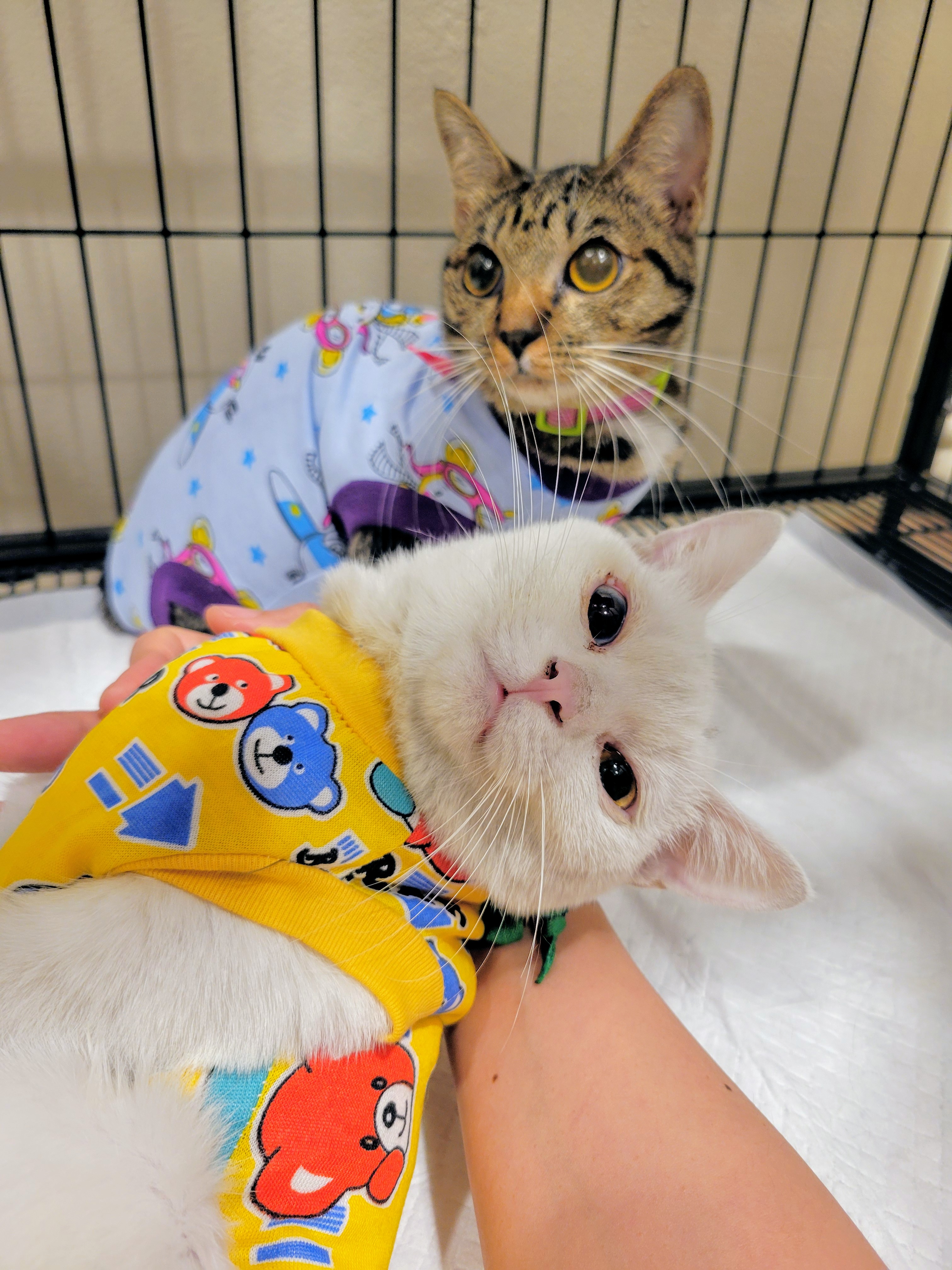 Annyeong Pet Clinic 77